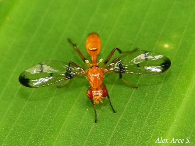 Odontomera sp