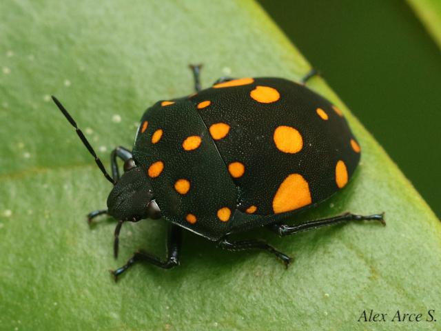 Pachycoris torridus