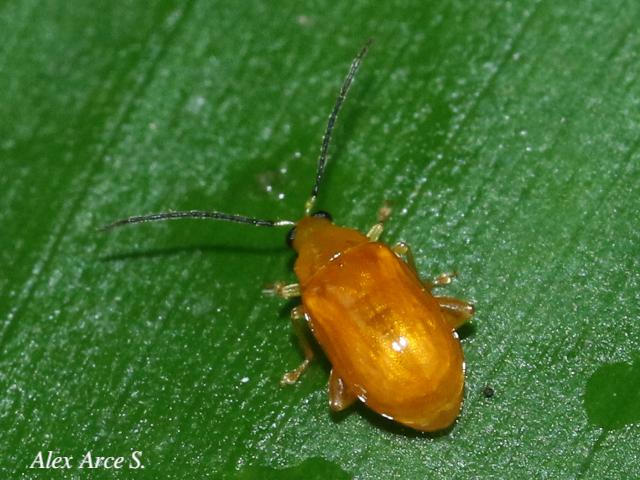 Parchicola tibialis