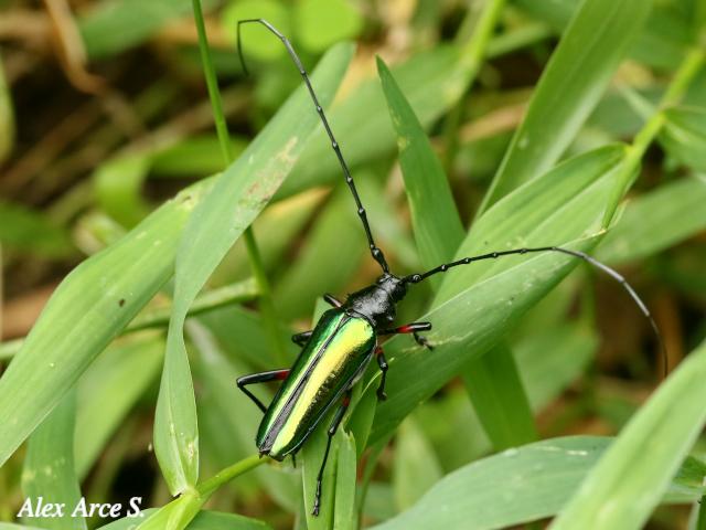 Callistochroma rutilans