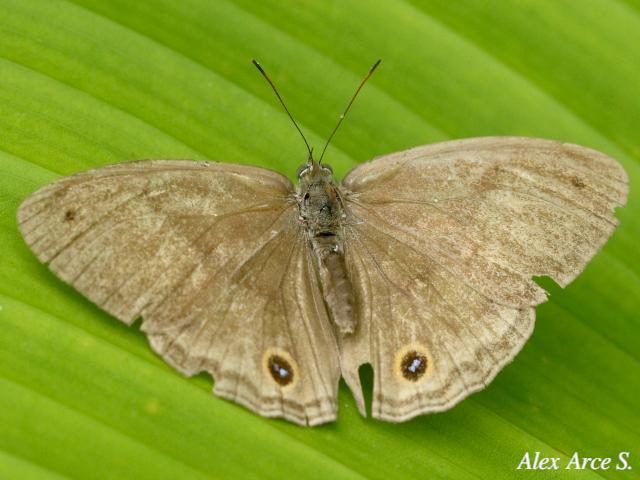 Cissia pseudoconfusa