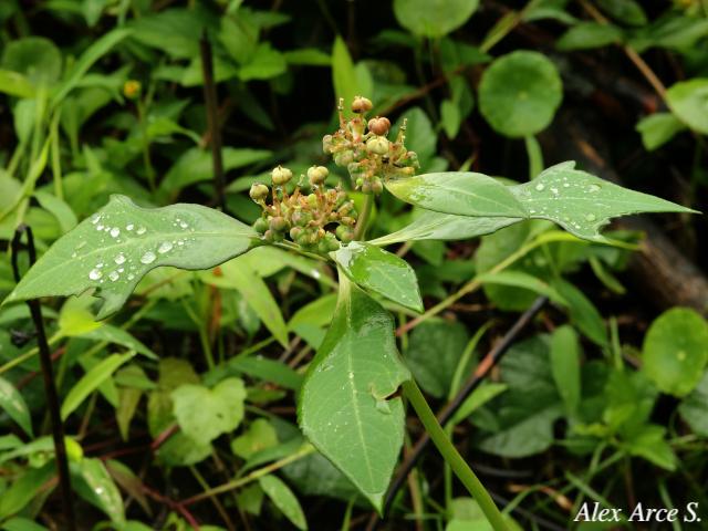 Euphorbia heterophylla Reino: Plantae