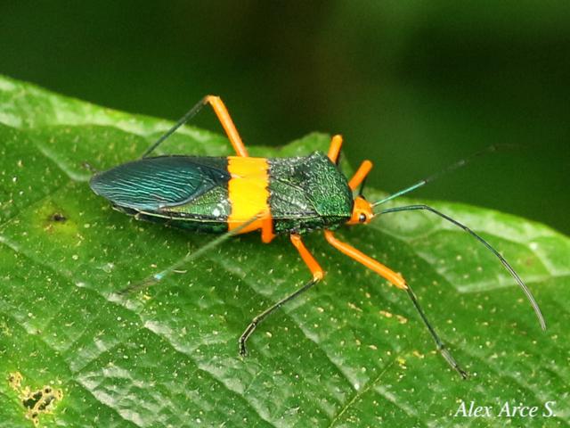 Paryphes blandus