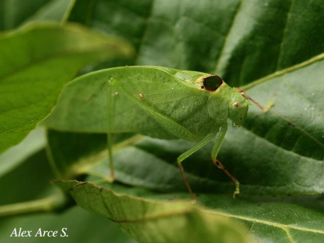 Phylloptera dimidiata