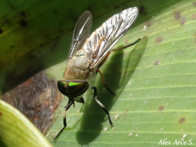 Tabanus subsimilis