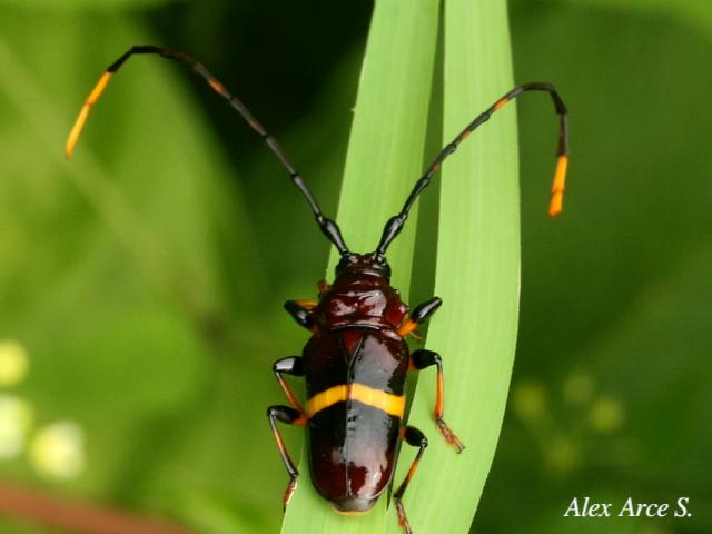 Trachyderes succinctus