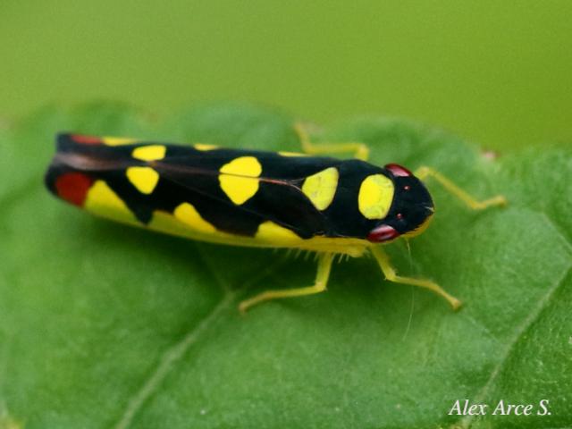 Baleja flavoguttata