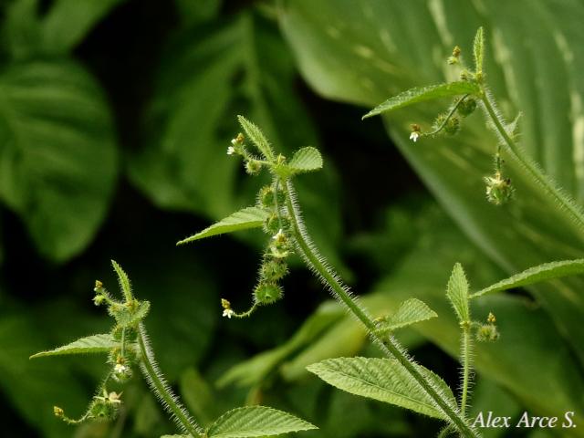 Caperonia palustris