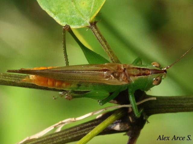 Conocephalus saltator