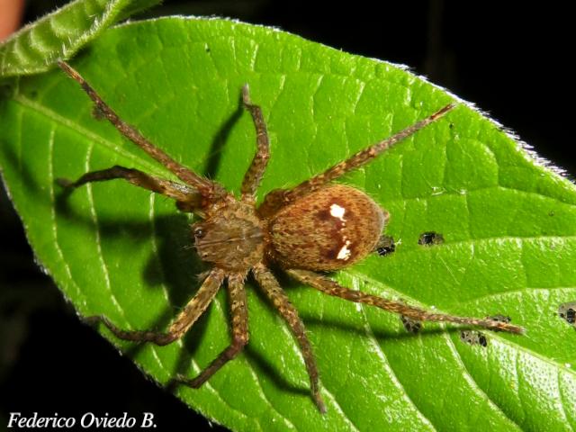 Cupiennius bimaculatus