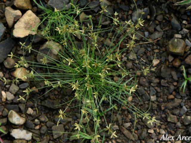 Cyperus flavescens