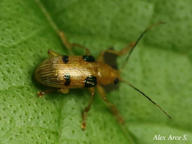 Metaxyonycha tridentata
