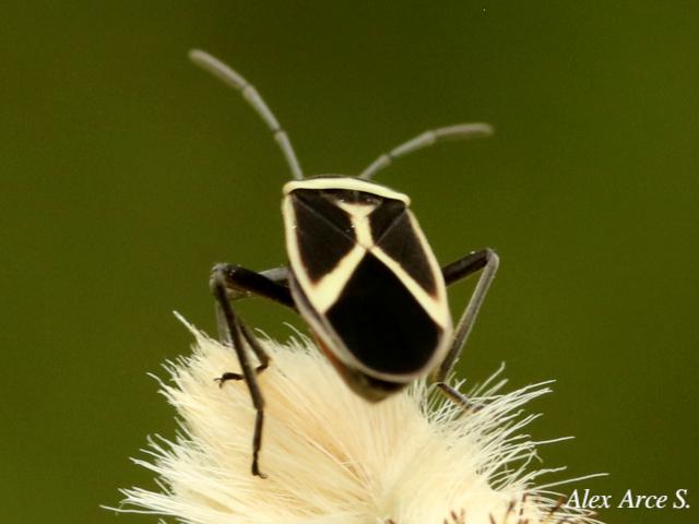 Ochrimnus schizus