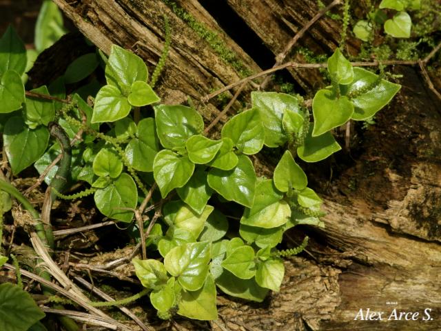 Peperomia pellucida