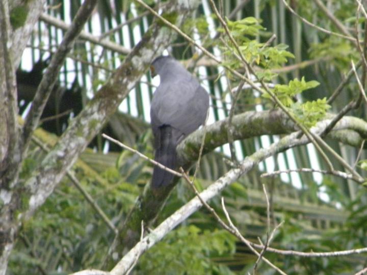 Accipiter bicolor