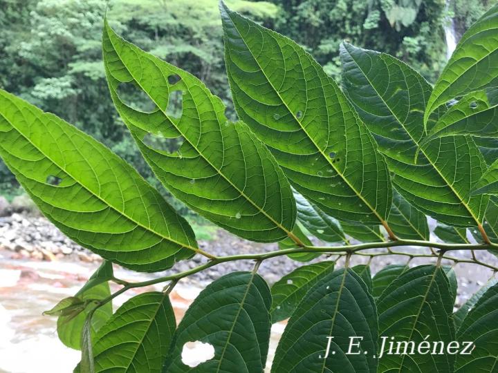 Aegiphila panamensis