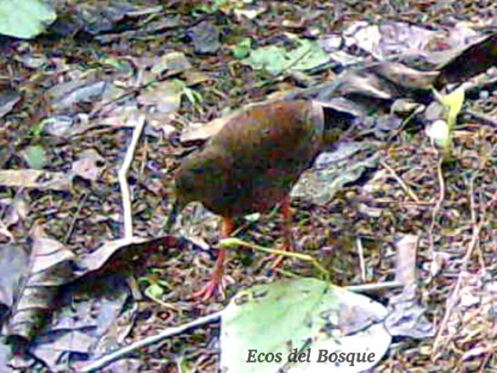Amaurolimnas concolor (Rascón café)