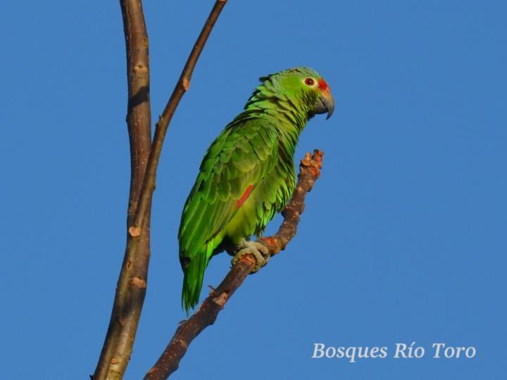 Amazona autumnalis