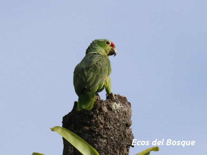 Amazona autumnalis