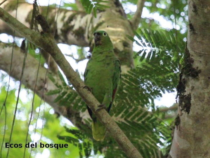 Amazona farinosa