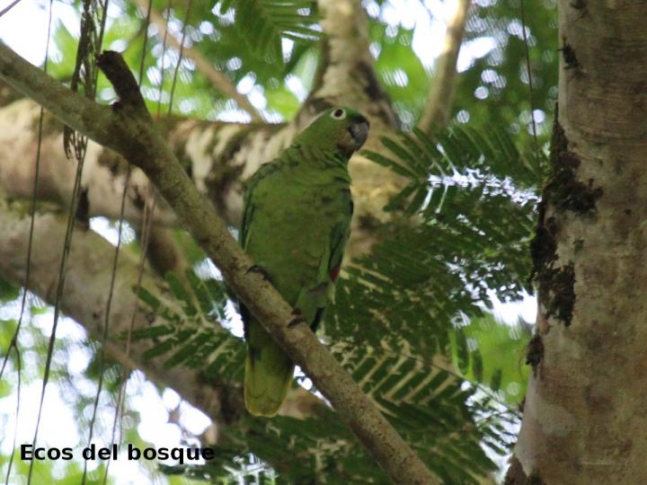 Amazona farinosa