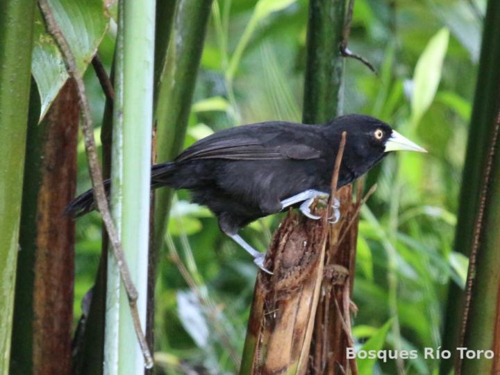 Amblycercus holosericeus
