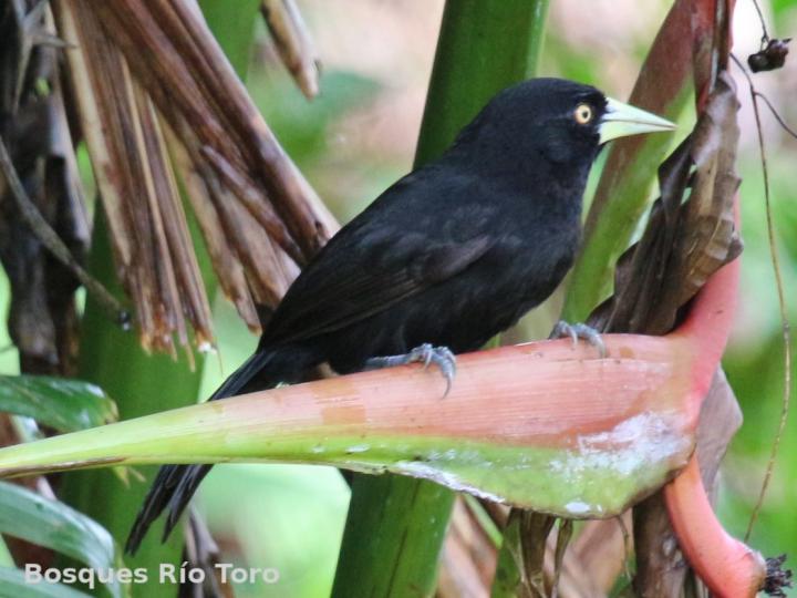 Amblycercus holosericeus