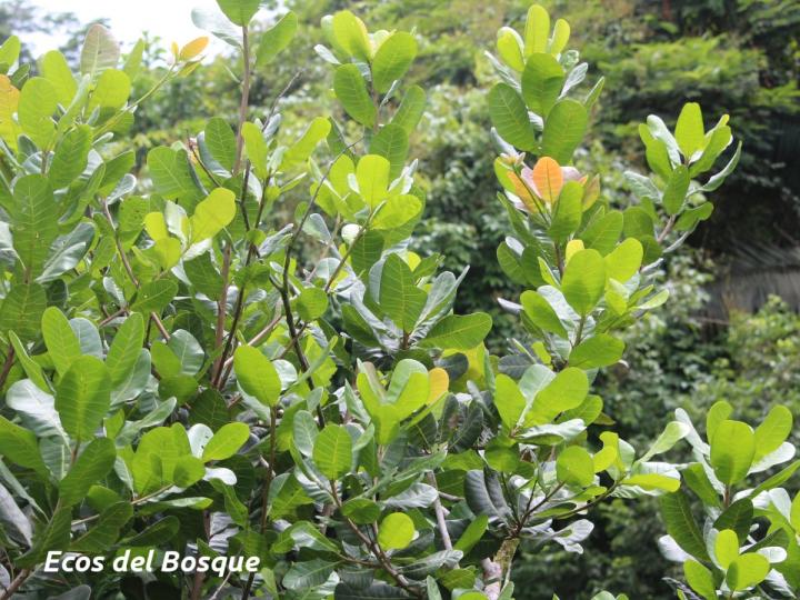 Anacardium occidentale