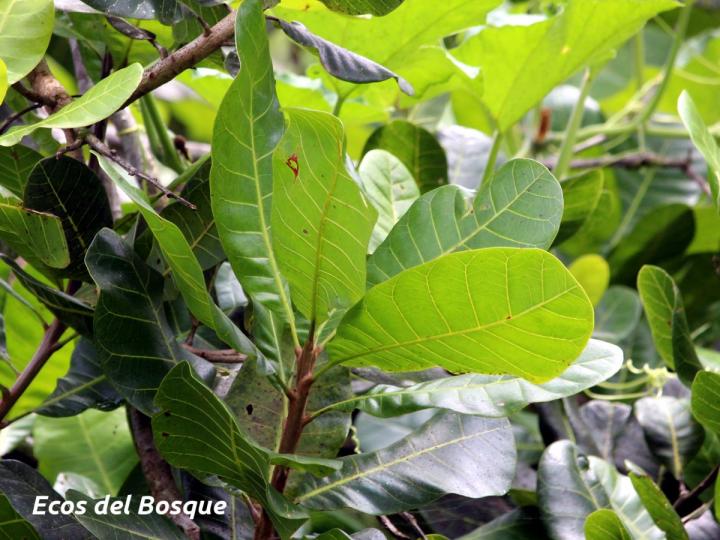 Anacardium occidentale