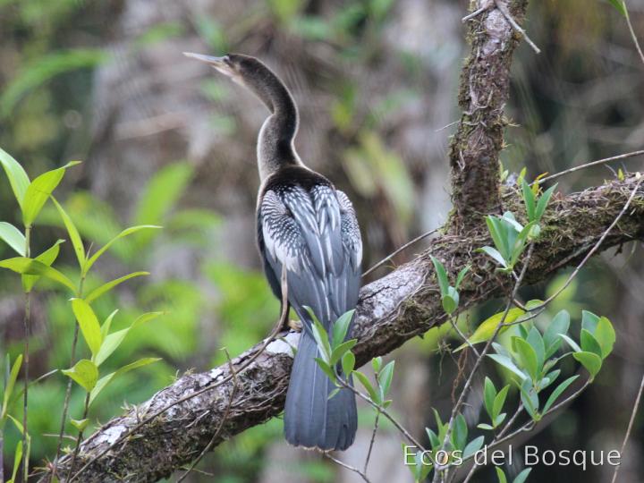 Anhinga anhinga