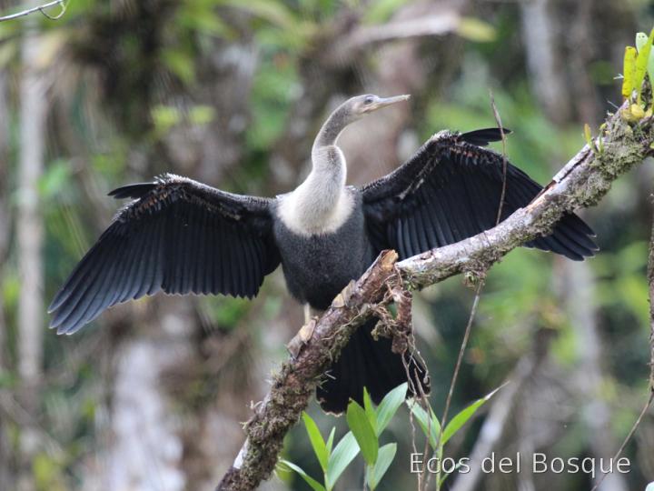Anhinga anhinga