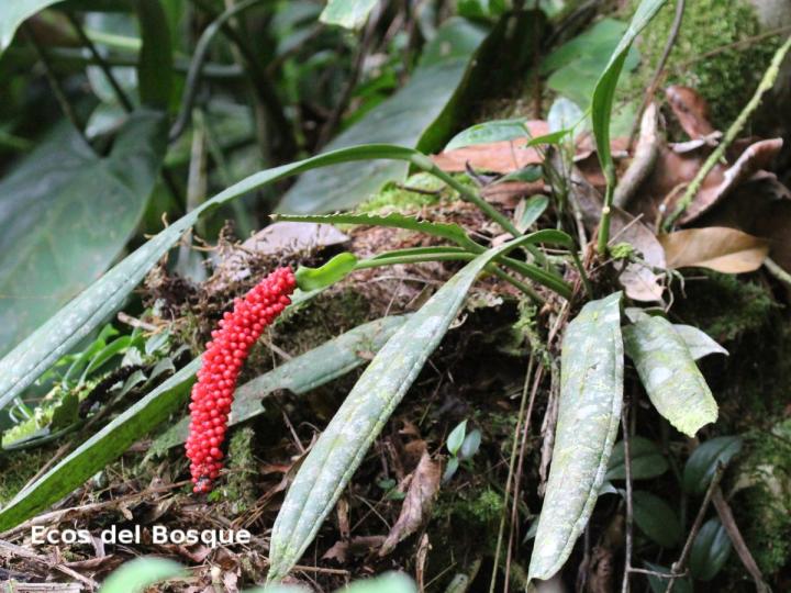 Anthurium bakeri