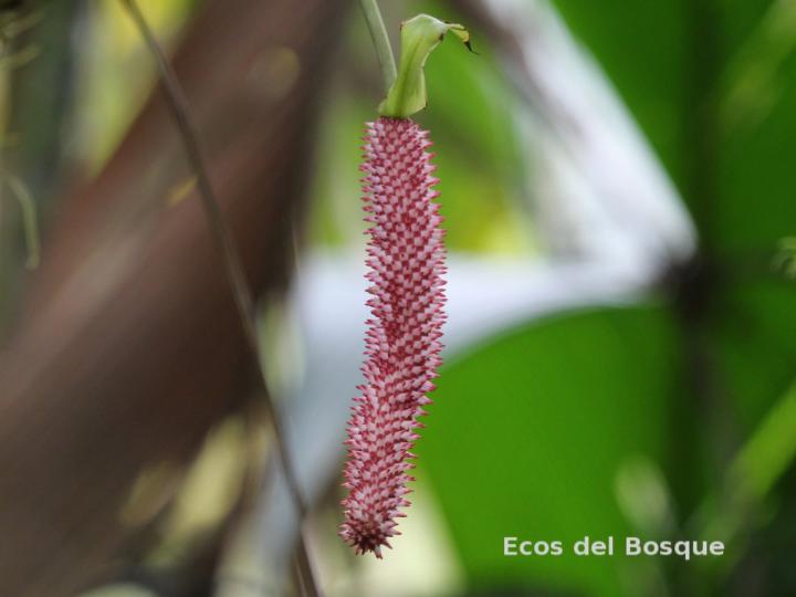 Anthurium consobrinum