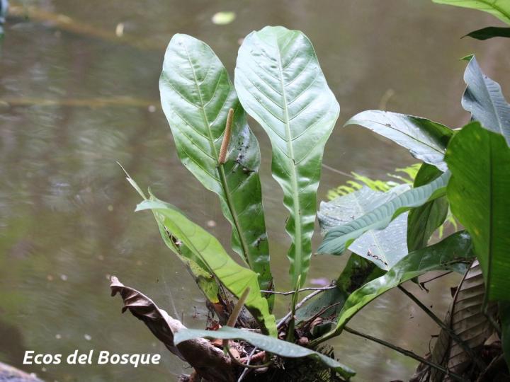 Anthurium consobrinum