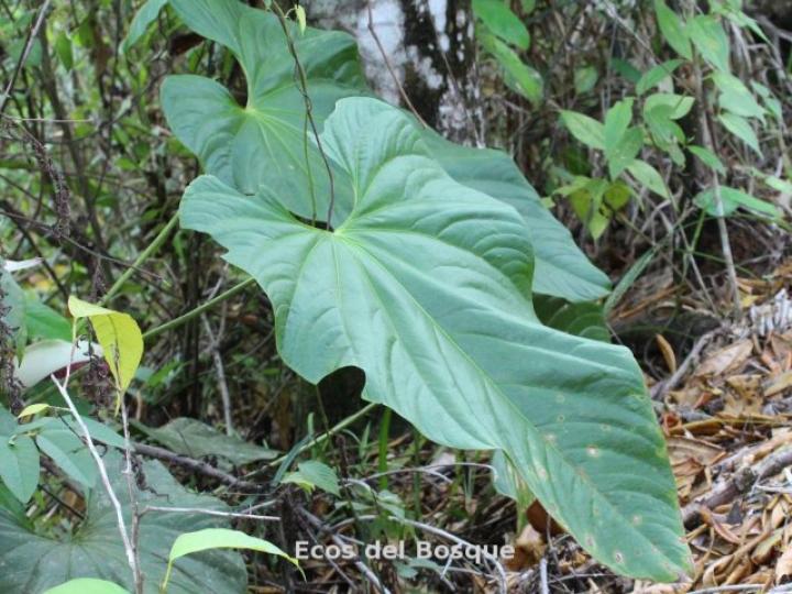 Anthurium formosum