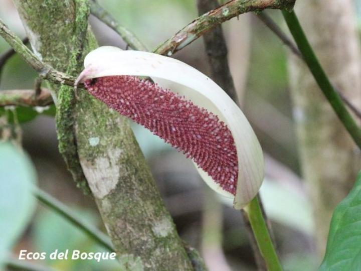Anthurium formosum