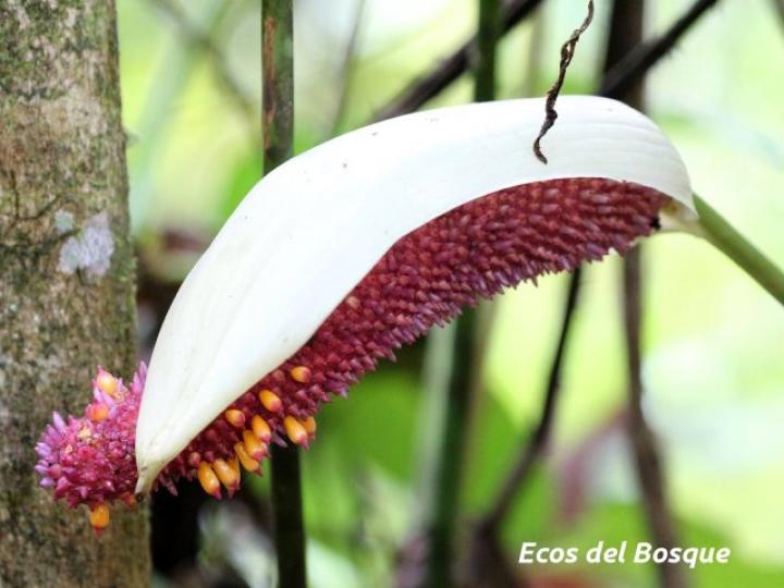 Anthurium formosum