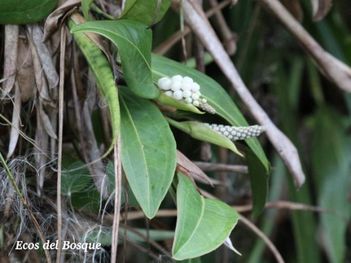 Anthurium obtusum