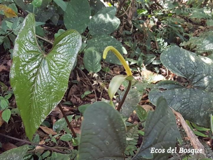Anthurium ochranthum