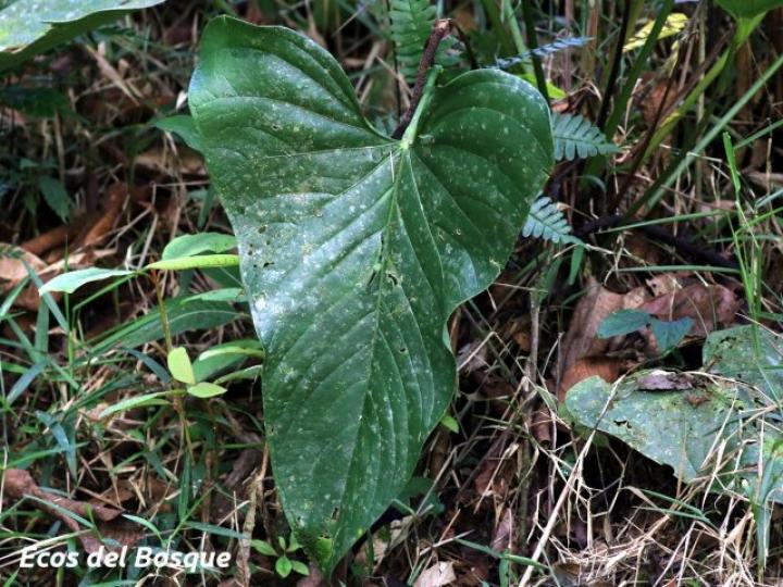 Anthurium ochranthum