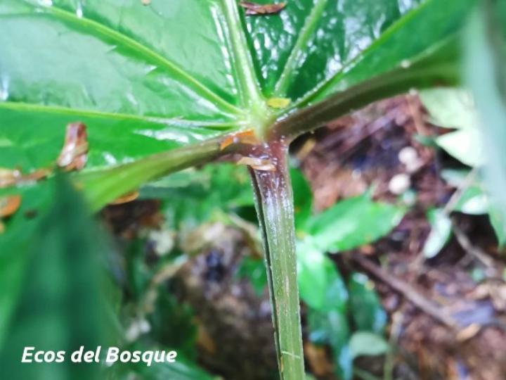 Anthurium ochranthum