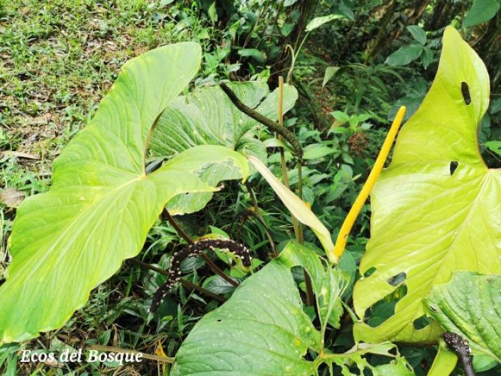 Anthurium ochranthum