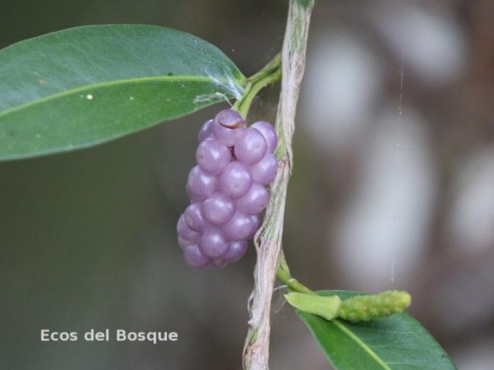 Anthurium scandens