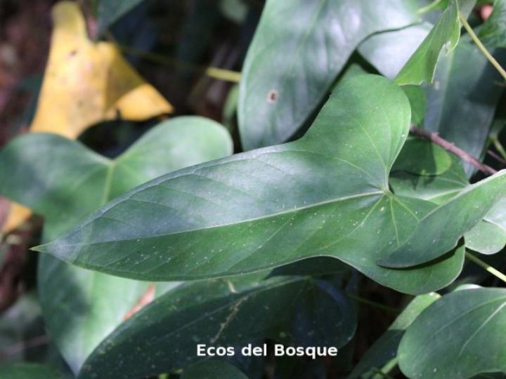 Anthurium subsignatum