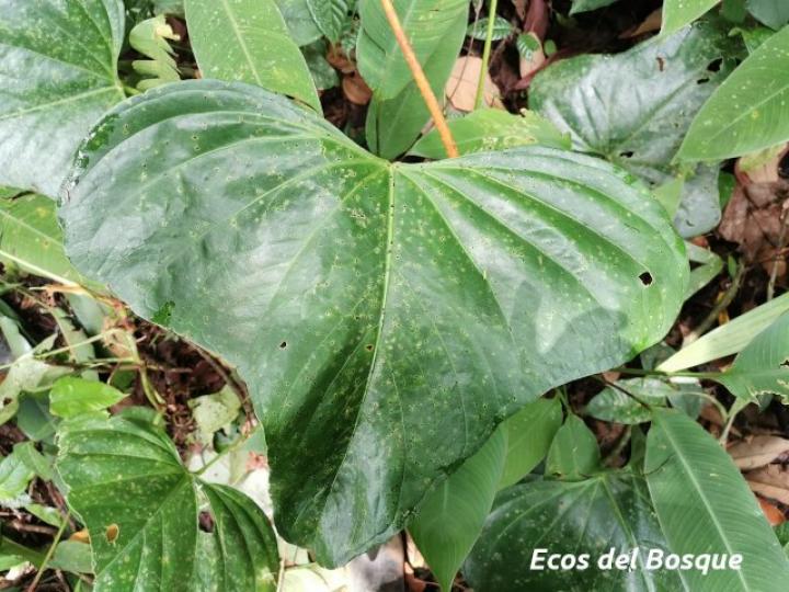 Anthurium subsignatum | Ecos del Bosque