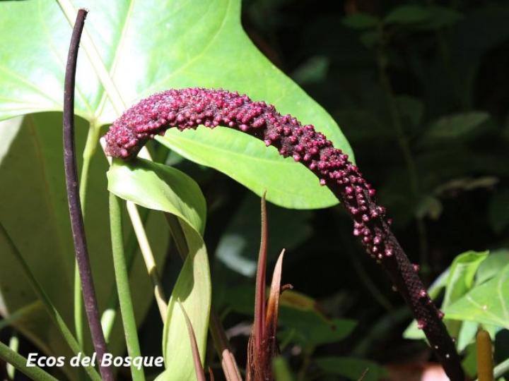 Anthurium subsignatum