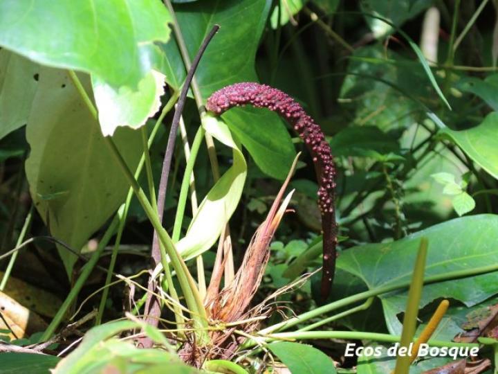 Anthurium subsignatum | Ecos del Bosque