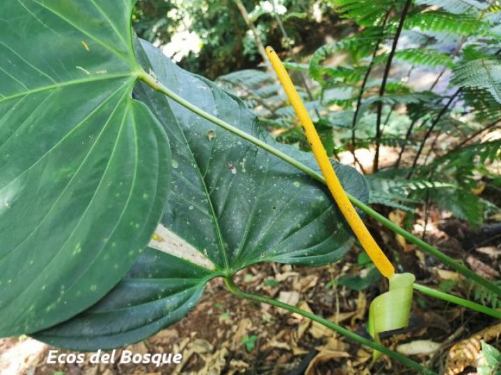 Anthurium subsignatum | Ecos del Bosque