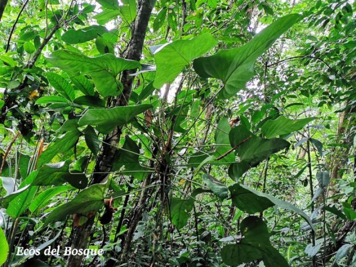 Anthurium subsignatum