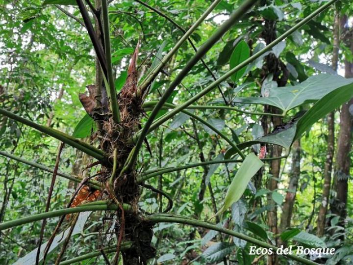 Anthurium subsignatum